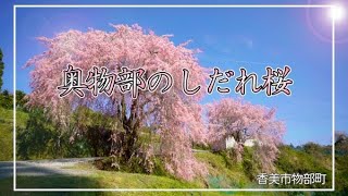 奥物部のしだれ桜　Weeping Sakura in Okumonobe