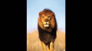 A Tribute To Hyena Killer King Of The Jungle - YouTube [360p].webm