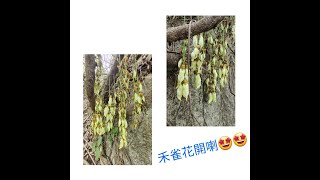 2022_石龍拱賞禾雀花 | 飽覽青馬橋 @A.Ricky0508