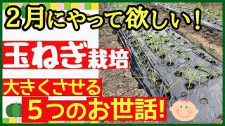 【2月が大事！タマネギ栽培】小さな苗でも大きな玉ねぎを収穫する♪失敗させない5つの秘策～初心者・プランター家庭菜園～