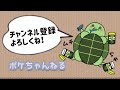 【クサガメ・ポケ】生後14ヶ月《身体測定》