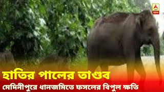 হাতির পালের তাণ্ডব, মেদিনীপুরে ধানজমিতে দাপাদাপি, ফসলের বিপুল ক্ষতি