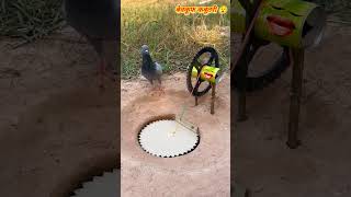 बेवकूफ कबूतरी 😅😂🤣 #funny #comedy #pigeon