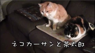 ネコカーサンと茶太郎　（ソラ君が撮影） 　2015.12.21