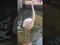 水に嘴をつけるフラミンゴ🦩 flamingo beak in the water flamingo