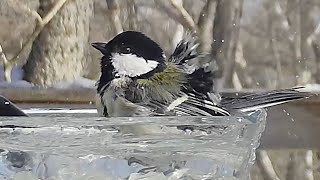 ふわふわ！シジュウカラ本気の水浴び！（八ヶ岳本日のかわいいお客さま速報2022/01/26)