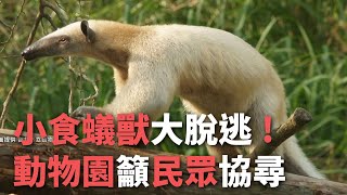 小食蟻獸大脫逃 動物園籲民眾協尋【央廣新聞】