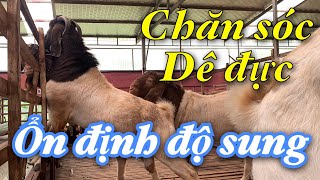 Chăm sóc dê đực giống ổn định độ sung