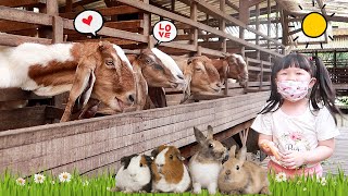 Feeding Goats Cow Rabbit Guinea Pig in the Mini Zoo Cute Animals