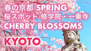 春の京都 桜スポット 修学院 一乗寺エリア 圓光寺 鷺森神社 曼殊院弁天堂  Cherry blossoms Kyoto, Shugakuin Ichikoji area, Enkoji temple