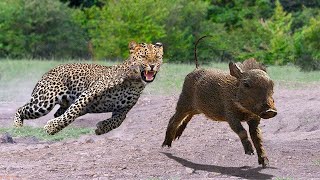 ¡DIOS MIO! Fácilmente LEOPARDO ataca BABY WARTHOG y luego come | Ñu, cebra y guepardo