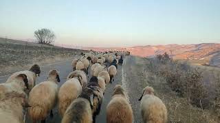 600 sheep running at the same time ~ you'll be amazed, it's so awesome