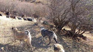 KURT BOĞAN KÖPEKLER, KARA DEMLİK ÇAYI ( çoban'ın bir günü)