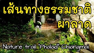 เส้นทางเทรลผาลาดดอยสุเทพ ท้าทาย สวย ไม่ไกล มีประวัติศาสตร์ - Nature trail \