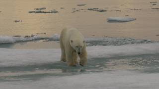 Biodiversity MOOC trailer