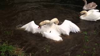 Brutal Swan Fight