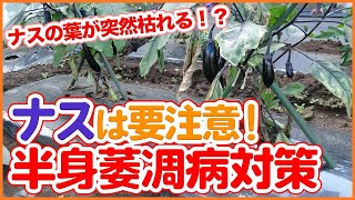 Tips for dealing with half-body wilt disease in eggplants taught by Japanese farmers !