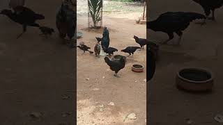 இரண்டு நாளா பேசவே இல்ல #shorts #kozhi_koothugal #funny_chicken