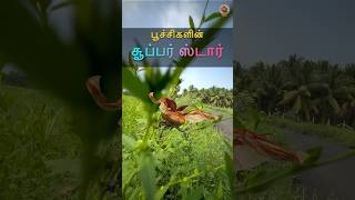 🐞 பார்க்த்தான் சிறியது ஆனால் இது ஒரு பாடி பில்டர் 🤩 MudPot Channel