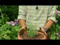 lavanda officinalis coltivazione in vaso