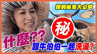 ｜👉Baby的旅遊星聞👈｜BABY初體驗與牛伯伯洗澡~!彰化芳苑潮間帶尋寶~男人補品超鮮蚵仔!!採蚵人家大解密~#彰化 #芳苑 #海牛 #採蚵