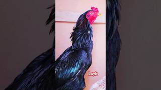 #angrybirds #aseel #aseelmurgha #ayamchicken #hen #aseelmurga #bird #birds #chic