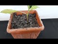 propagate mango from cutting new technic