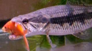 Wolffish eating feeder X 2 (Hoplias malabaricus)