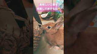 カゴはご飯じゃないよ #shorts #うさぎ