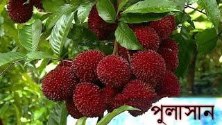 বিস্ময়কর ফল পুলাসান* কোন ফলটি সেরা পুলাসান না রাম্বুটান  # সেরা নার্সারি ২০২৪.