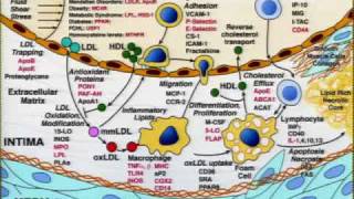 Medicine Grand Rounds: Genetic Testing for Cardiovascular Diseases