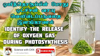 How oxygen gas produced during photosynthesis|ஒளித்தொகுப்பு|photosynthesis|Grade 11 Science| GCE O/L