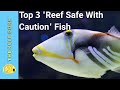 Top 3 'Reef Safe With Caution' Fish