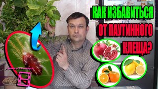 КАК БОРОТЬСЯ С ПАУТИННЫМ КЛЕЩОМ НА ЦИТРУСОВЫХ И КОМНАТНЫХ РАСТЕНИЯХ? ЭКЗОТИКА НА ПОДОКОННИКЕ 22-9