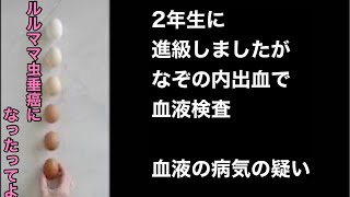 2年生に進級しました   32話　血液の病気は、勘弁　抗がん剤終了後４ヶ月たっても白血球低い　ルルママ虫垂癌になったってよ