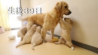 アイン村　チロの子生後39日目（ゴールデンレトリバー子犬）