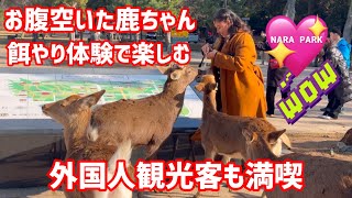 お腹空いた鹿ちゃん🫎餌やり体験で楽しむ外国人観光客も満喫NARA  PARK