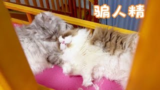 猫猫果然都是夜猫子，半夜秀恩爱给谁看呢？