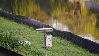 Birding _ 'Common Kingfisher' dive-catch _ 26jan2020 _ Clementi Singapore 7:54am