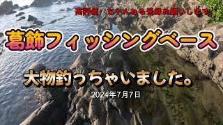 真鶴半島で、超大物釣りました。2024年6月30日