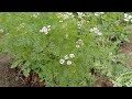 how i built a coriander farm inthe backyard ll सर्दी के मौसम की सभी सब्जियां