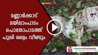 മണ്ണാർക്കാട് മയിലാംപാടം പൊതോപാടത്ത് പുലി ശല്യം വീണ്ടും