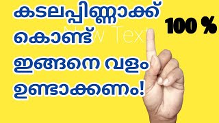 കടലപ്പിണ്ണാക്ക് കൊണ്ട് സൂപ്പർ വളം തയ്യാറാക്കാം