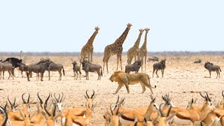 Wild Animals collection in 8K Ultra hd /discovery Animals videos/Africans animals wildlife videos