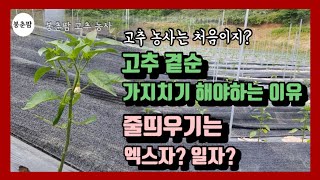 봉춘팜 고추농사| 고추 곁순 제거 가지치기 해야 하는 이유 / 방아다리 /고추 줄 띄우기