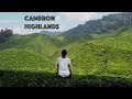 CAMERON HIGHLANDS - BEST TEA PLANTATIONS EVER!