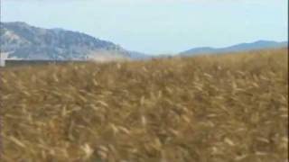 KAMUT® Wheat fields: Meditation