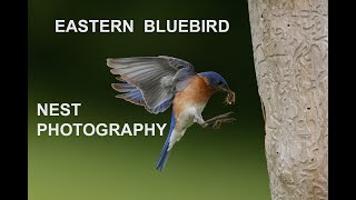 Eastern Bluebird Natural Nest Box Photography