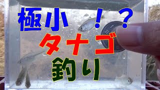 極小！タナゴ釣り【小物釣り/fishing】冬の水路で群れ発見！