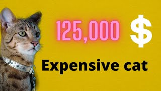 Most Expensive Cats In The World 2020 | TOP 10 EXPENSIVE CAT BREEDS IN THE WORLD | EXOTIC CATS